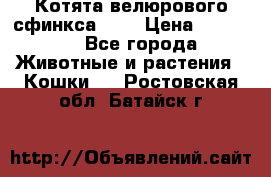 Котята велюрового сфинкса. .. › Цена ­ 15 000 - Все города Животные и растения » Кошки   . Ростовская обл.,Батайск г.